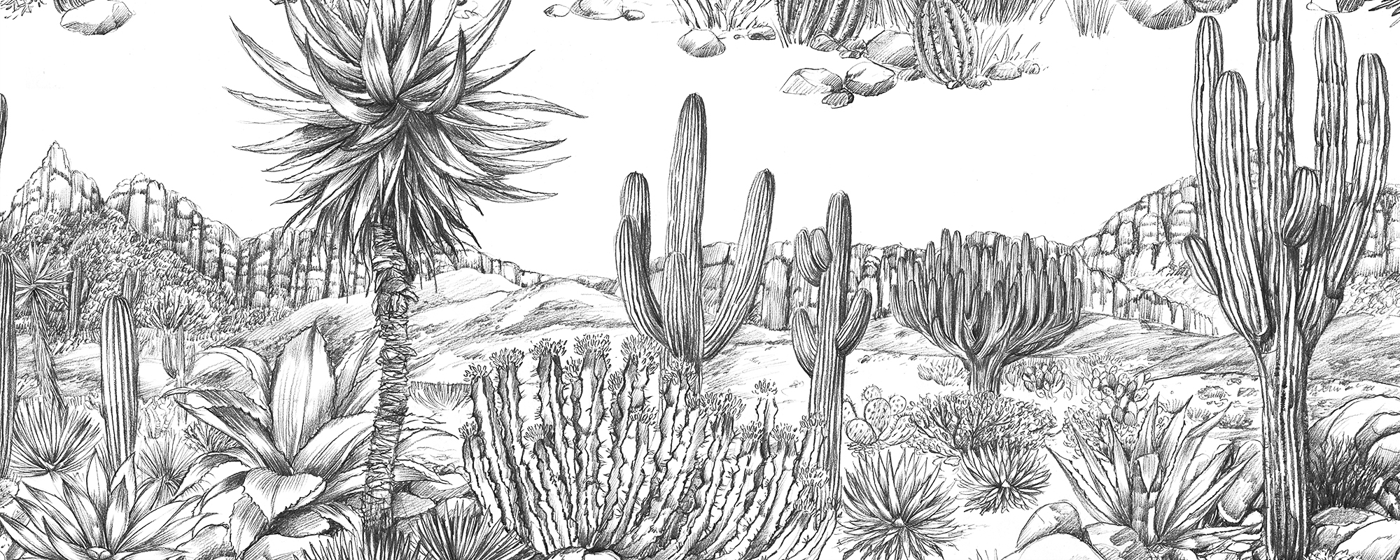 Papier peint design cactus
